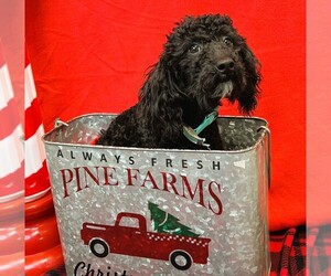 Poodle (Miniature) Puppy for sale in DUNDEE, OH, USA