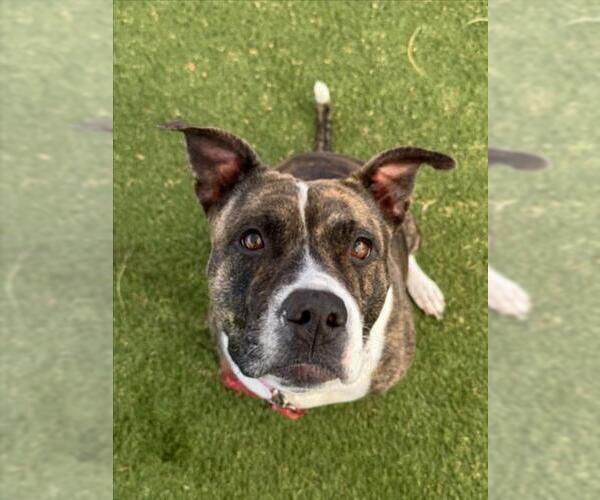 Medium Photo #1 Mutt Puppy For Sale in Las Vegas, NV, USA