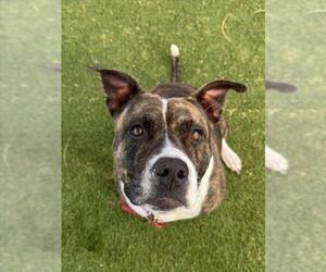 Mutt Dogs for adoption in Las Vegas, NV, USA