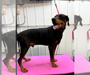 Doberman Pinscher Dogs for adoption in Buffalo, MN, USA