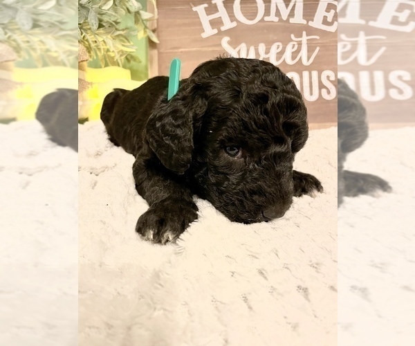 Medium Photo #19 Labradoodle-Poodle (Standard) Mix Puppy For Sale in MIDDLESEX, NC, USA