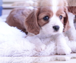 Small Photo #19 Cavalier King Charles Spaniel Puppy For Sale in ALBUQUERQUE, NM, USA