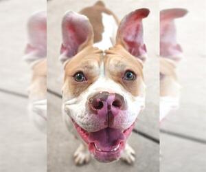 Bulldog-Unknown Mix Dogs for adoption in Sacramento, CA, USA