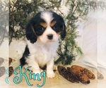 Puppy 3 Cavalier King Charles Spaniel