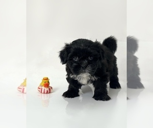Shih Tzu Puppy for sale in MARINA DEL REY, CA, USA