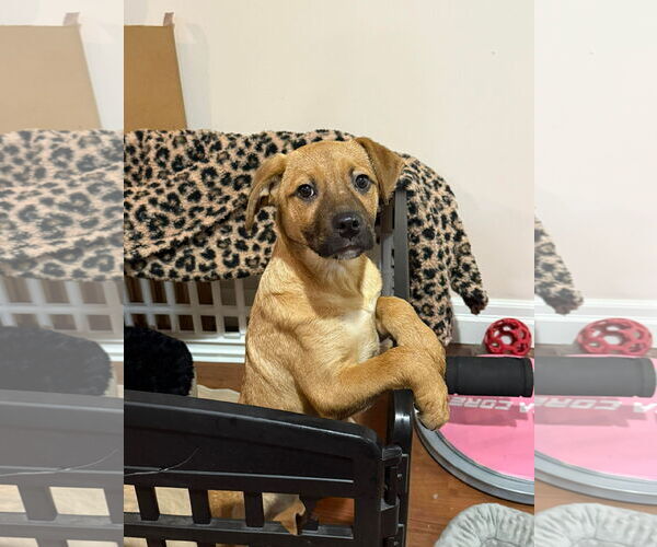 Medium Photo #3 English Mastweiler Puppy For Sale in Oro Medonte, Ontario, Canada