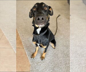 Doberman Pinscher-Unknown Mix Dogs for adoption in Chandler, AZ, USA