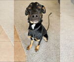 Small Doberman Pinscher Mix