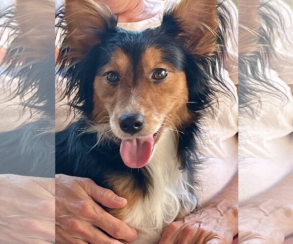 Medium Photo #4 Mutt Puppy For Sale in Crandall, GA, USA