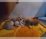 Image preview for Ad Listing. Nickname: Litter of 5