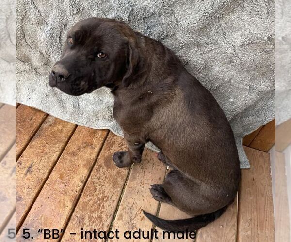 Medium Photo #1 Mastiff-Unknown Mix Puppy For Sale in Calgary, Alberta, Canada