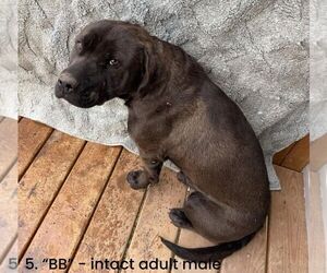 Mastiff-Unknown Mix Dogs for adoption in Calgary, Alberta, Canada