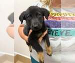 Small #3 Mutt