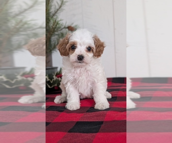 Medium Photo #39 Cavapoo (Miniature) Puppy For Sale in GOSHEN, IN, USA