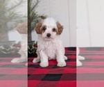 Small #10 Cavapoo (Miniature)