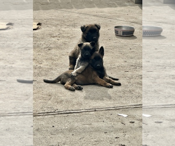 Medium Photo #12 Belgian Malinois Puppy For Sale in GARDENA, CA, USA