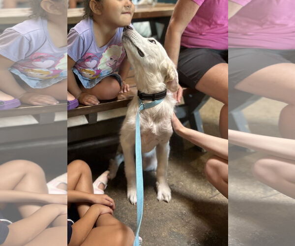 Medium Photo #4 Great Pyrenees Puppy For Sale in Dallas, TX, USA