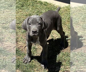 Great Dane Dogs for adoption in Hesperia, CA, USA