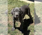 Small Great Dane