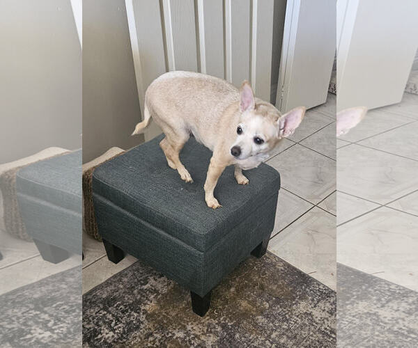 Medium Photo #3 Chihuahua-Unknown Mix Puppy For Sale in Chandler, AZ, USA