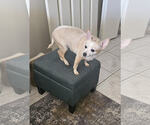 Small #2 Chihuahua Mix
