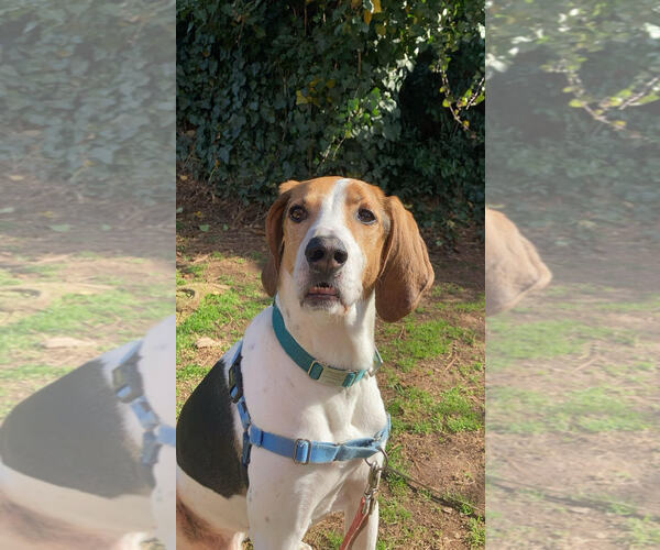 Medium Photo #2 Treeing Walker Coonhound-Unknown Mix Puppy For Sale in Holly Springs, NC, USA