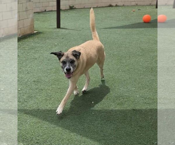 Medium Photo #7 Mastiff-Unknown Mix Puppy For Sale in Rockwall, TX, USA