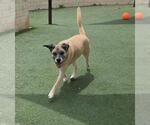 Small #6 Mastiff Mix