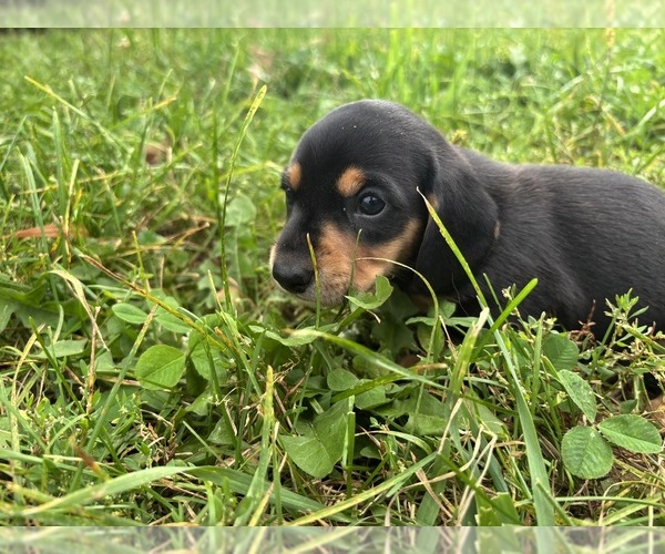 Medium Photo #31 Dachshund Puppy For Sale in MONONA, IA, USA