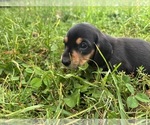 Small Photo #31 Dachshund Puppy For Sale in MONONA, IA, USA