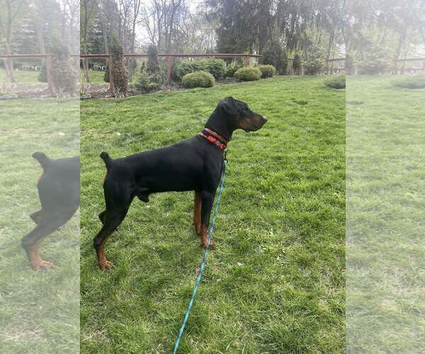 Medium Photo #4 Doberman Pinscher Puppy For Sale in Buffalo, MN, USA