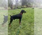 Small #3 Doberman Pinscher