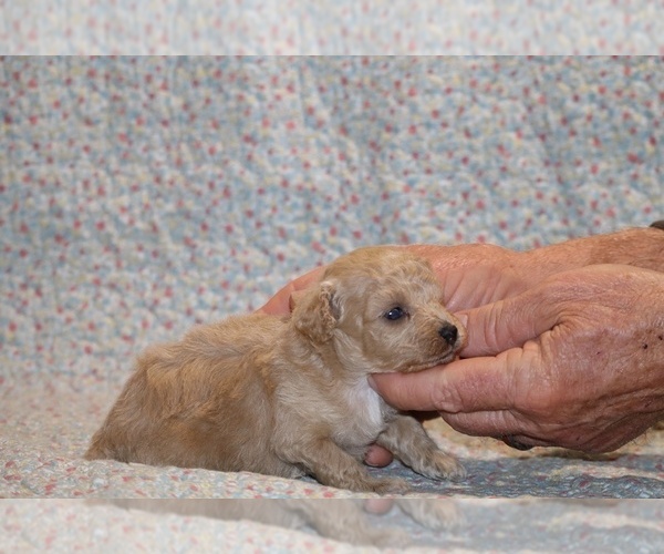 Medium Photo #3 Poodle (Toy) Puppy For Sale in DYERSBURG, TN, USA