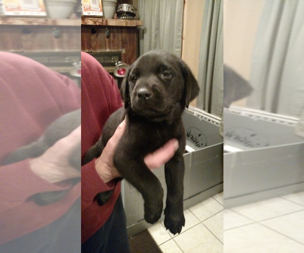 Medium Photo #17 Labrador Retriever Puppy For Sale in CLARKSVILLE, TN, USA