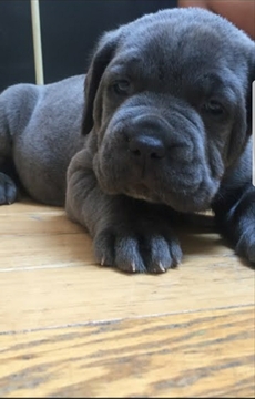 Medium Photo #1 Cane Corso Puppy For Sale in WINDSOR MILL, MD, USA