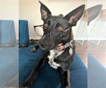 Small #3 Australian Kelpie-Australian Shepherd Mix