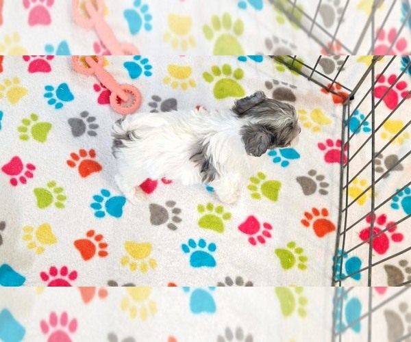Medium Photo #13 Havapoo Puppy For Sale in ORO VALLEY, AZ, USA