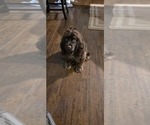 Small Photo #1 Cocker Spaniel Puppy For Sale in APOPKA, FL, USA