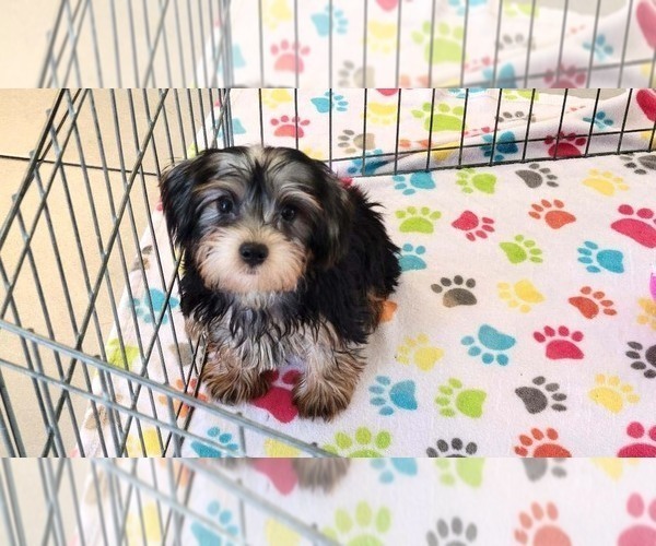 Medium Photo #7 Yorkshire Terrier Puppy For Sale in ORO VALLEY, AZ, USA