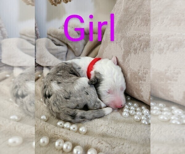 Medium Photo #1 Sheepadoodle Puppy For Sale in LEHI, UT, USA