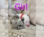 Puppy Red Sheepadoodle