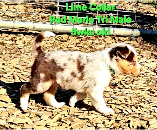 Medium Photo #6 Border Collie Puppy For Sale in BYBEE, TN, USA