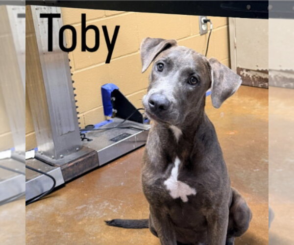Medium Photo #1 Plott Hound-Unknown Mix Puppy For Sale in Rockaway, NJ, USA