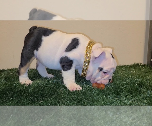 Medium Photo #9 English Bulldog Puppy For Sale in HOUSTON, TX, USA