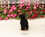 Small #5 Yorkshire Terrier