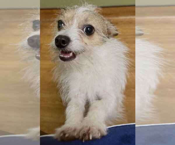 Medium Photo #3 Jack Chi Puppy For Sale in Mount Airy, NC, USA