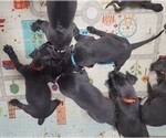 Small Photo #22 Great Dane Puppy For Sale in OGDEN, UT, USA