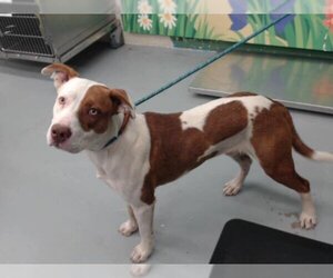 American Pit Bull Terrier-Unknown Mix Dogs for adoption in Waco, TX, USA