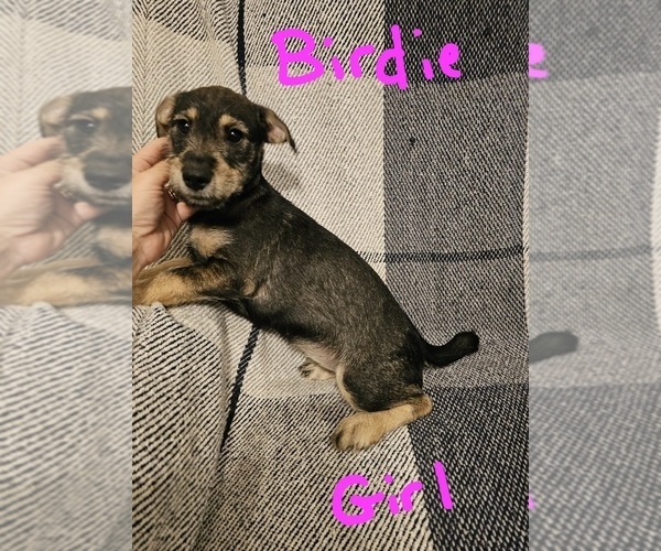 Medium Photo #23 Chizer Puppy For Sale in MONTEZUMA, GA, USA
