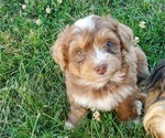 Small #11 Bernedoodle (Miniature)